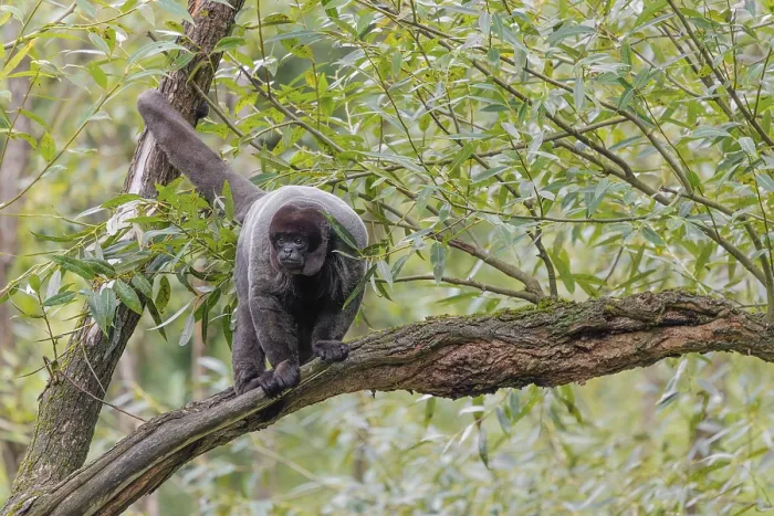 Framed Print : A brown woolly monkey (Lagothrix lagothricha) sits in a tree Framed Print : A brown woolly monkey (Lagothrix lagothricha) sits in a tree