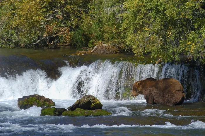Framed Print : Brownbear (Ursus arctos) fishing on Brooks Falls Framed Print : Brownbear (Ursus arctos) fishing on Brooks Falls