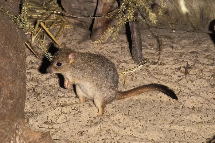 Framed Print : Brush Tailed Bettong (bettongia penicillata)
