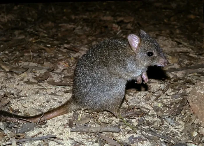 Framed Print : Brush-tailed Bettong (Bettongia penicillata)