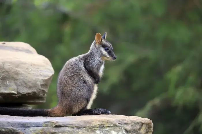 Framed Print : Brush-tailed Rock-wallaby, (Petrogale penicillata)