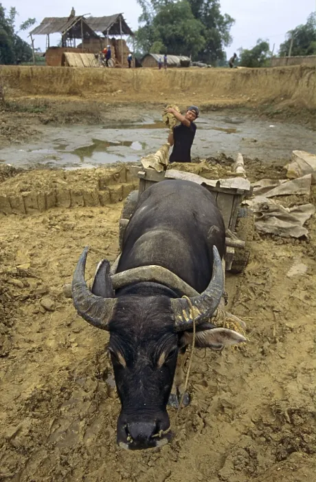 Framed Print : Bubalus arnee f. bubalis, water buffalo Framed Print : Bubalus arnee f. bubalis, water buffalo