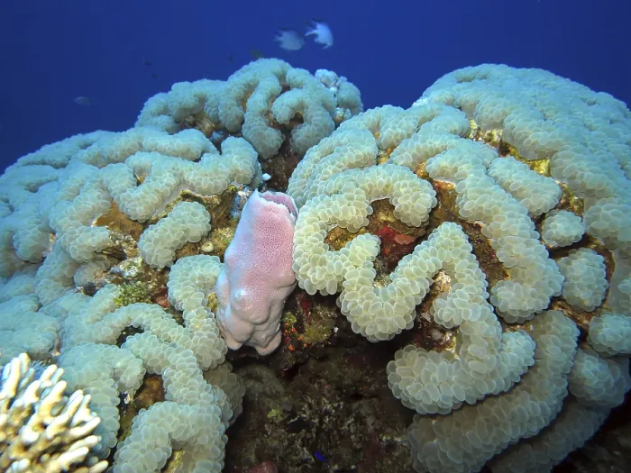 Framed Print : Bubble coral and pink goblet sponge, Safaga, Egypt