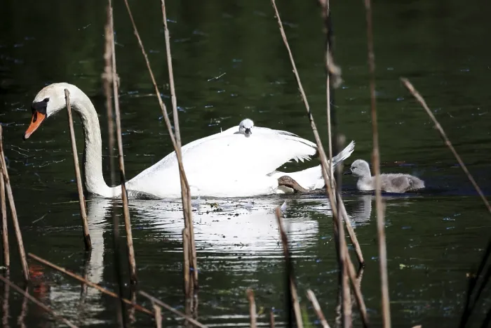 Framed Print : Buckerswan, Cygnus olor, a young swan has the best view