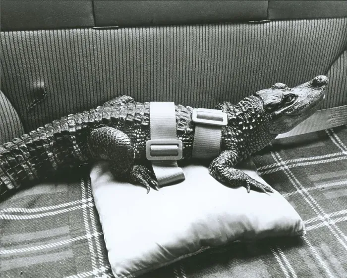 Framed Print : Buckled crocodile in the car, England