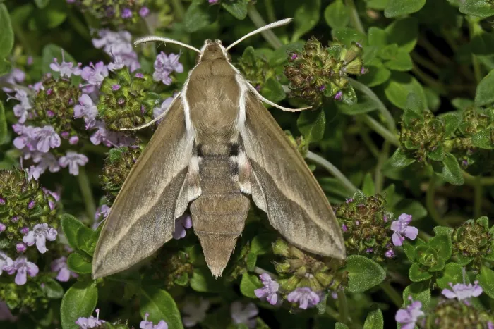 Framed Print : Buckthorn hawkmoth (Hyles hippophaes)