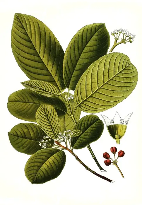 Framed Print : Buckthorn (Rhamnus) purshiana, Purgier rot tree