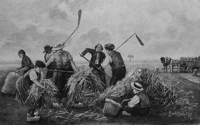 Framed Print : Buckwheat harvest, wood engraving, around 1880