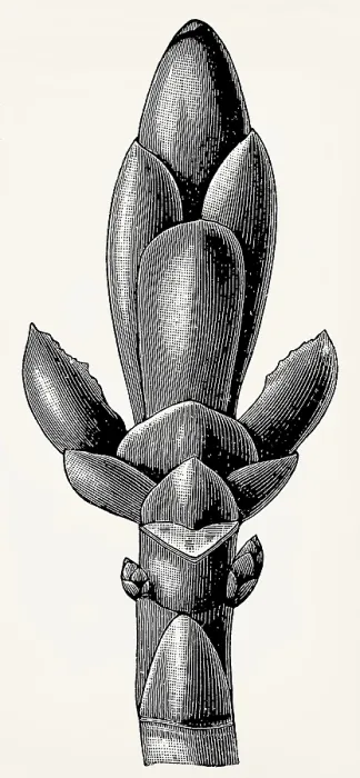 Framed Print : Bud scales of the horse chestnut
