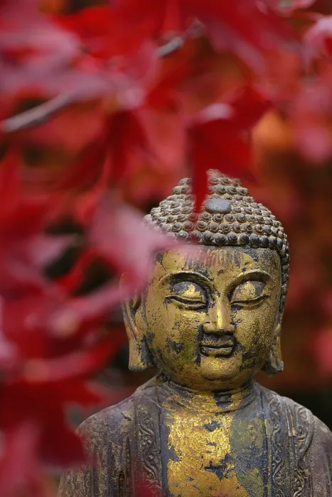 Framed Print : Buddha head with autumn leaves Framed Print : Buddha head with autumn leaves