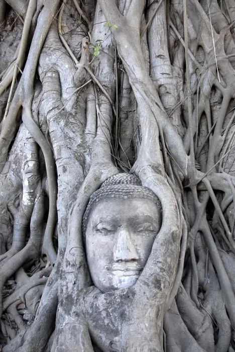 Framed Print : Buddha head entwined by the root system of a fig tree Ficus religiosa Wat Mahathat Ayutthaya Thailand