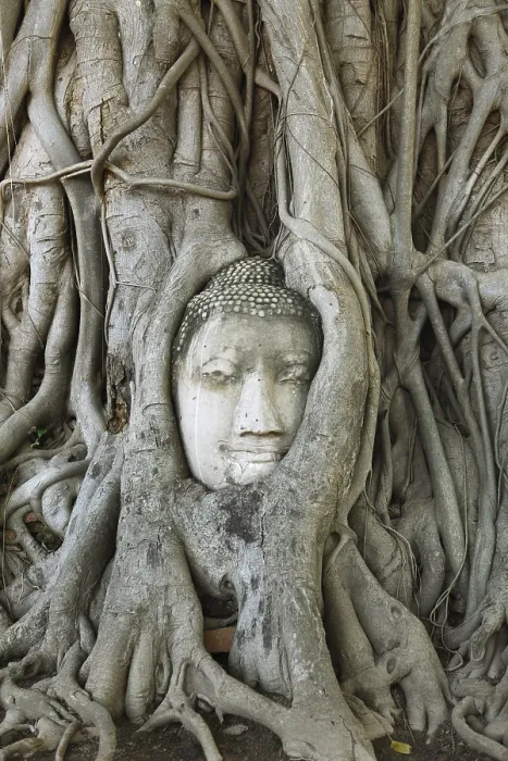 Framed Print : Buddha head looking out from the roots of a poplar fig