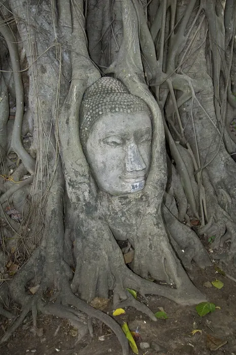 Framed Print : Buddha head in the old kingdom city ayutthaya