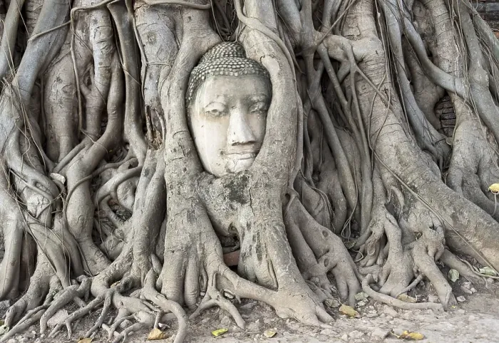 Framed Print : Buddha head statue in bodhi tree (Ficus religiosa) Framed Print : Buddha head statue in bodhi tree (Ficus religiosa)