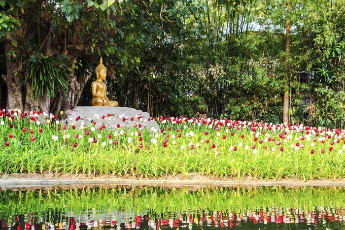 Framed Print : Buddha image under the bodhi tree at puntao temple in chiang mai