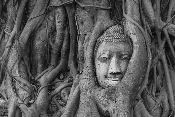 Framed Print : Buddha statue head ingrown in strangler fig roots (Ficus religiosa), Wat Mahathat, Ayutthaya, Central Thailand