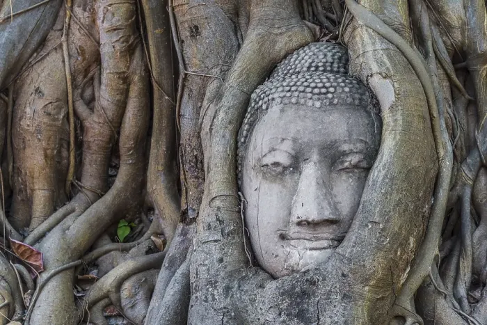 Framed Print : Buddha statue head ingrown in strangler fig roots (Ficus religiosa)