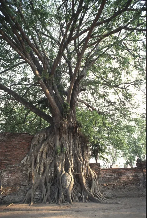 Framed Print : Buddha's head grown into the poplar fig (Ficus religiosa) Framed Print : Buddha's head grown into the poplar fig (Ficus religiosa)