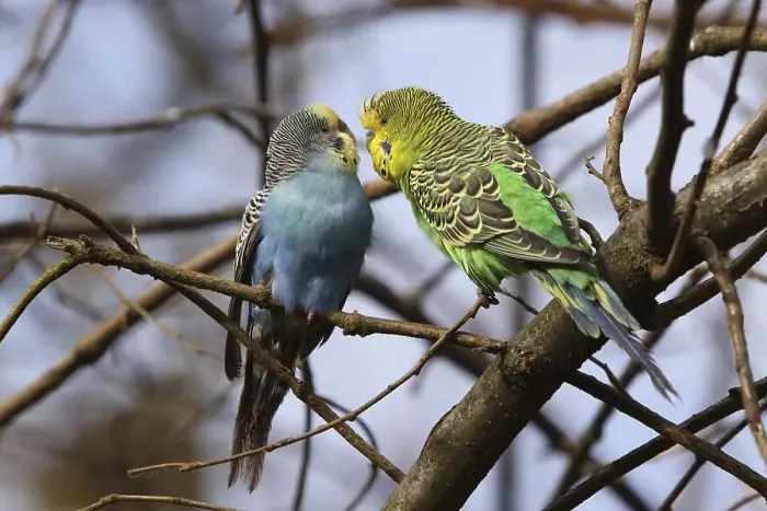 Framed Print : Budgerigar