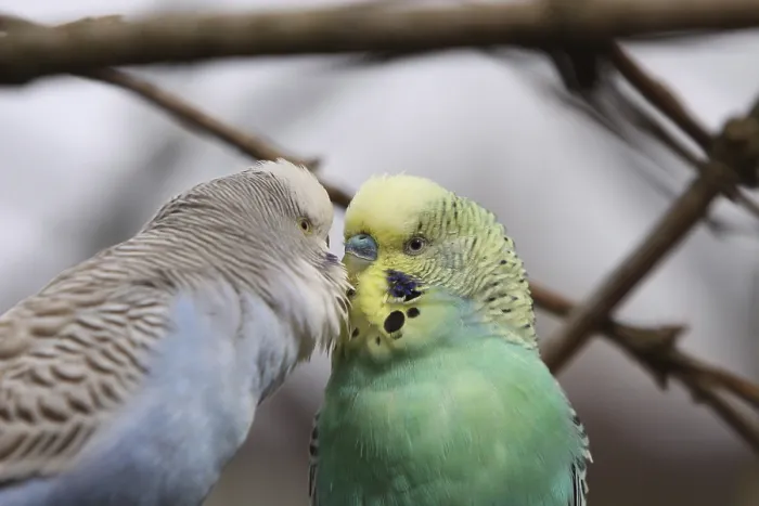 Framed Print : Budgerigar