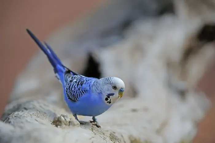 Framed Print : Budgerigar (Melopsittacus undulatus)