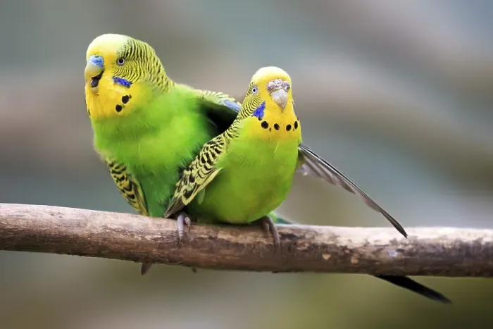 Framed Print : Budgerigars (Melopsittacus undulatus) Framed Print : Budgerigars (Melopsittacus undulatus)