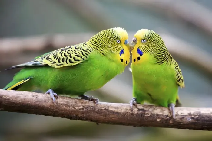 Framed Print : Budgerigars (Melopsittacus undulatus) billing