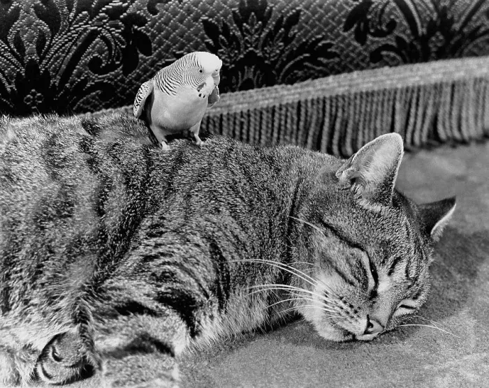 Framed Print : Budgie with cat, England, Great Britain