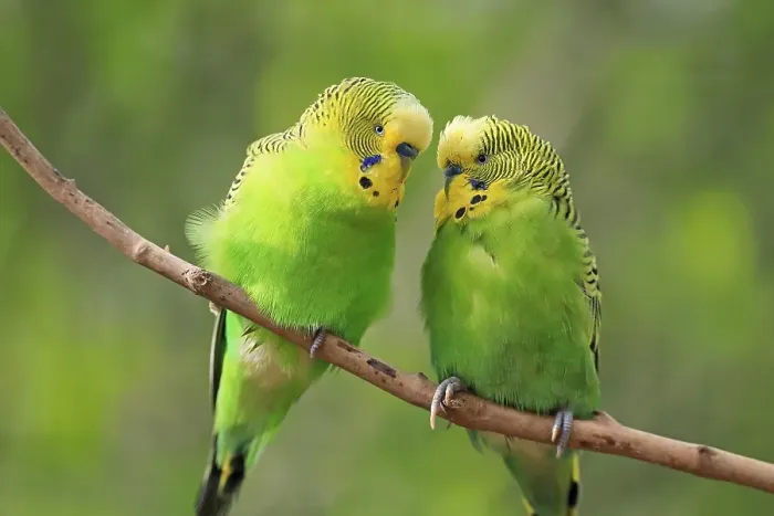 Framed Print : Budgie (Melopsittacus undulatus)