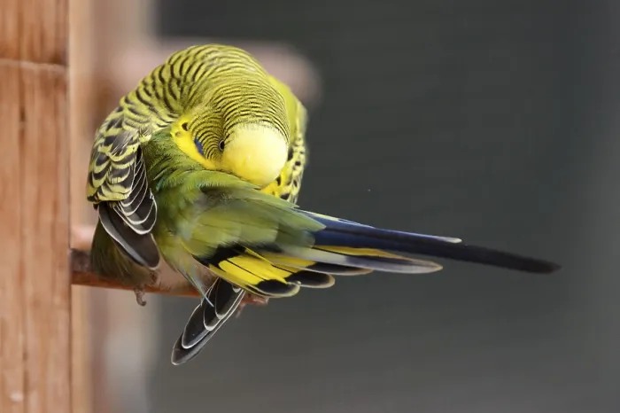 Framed Print : Budgie (Melopsittacus undulatus)