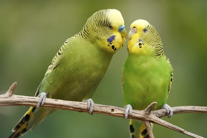 Framed Print : Budgie (Melopsittacus undulatus) mating behaviour