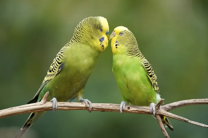 Framed Print : Budgie (Melopsittacus undulatus) mating behaviour Framed Print : Budgie (Melopsittacus undulatus) mating behaviour