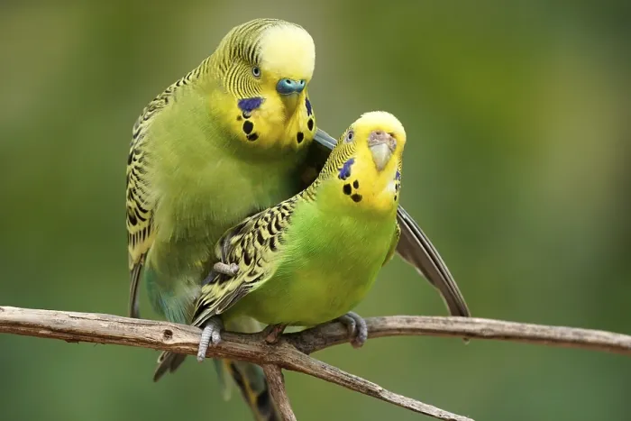Framed Print : Budgie (Melopsittacus undulatus) mating behaviour