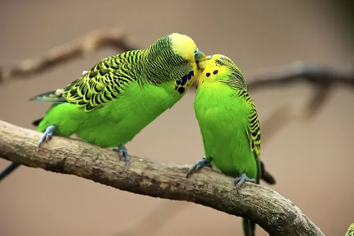 Framed Print : Budgies (Melopsittacus undulatus)