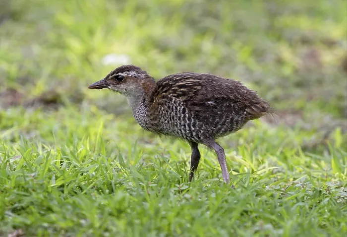 Framed Print : Buff-banded Rail (Gallirallus philippensis)