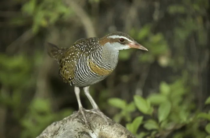 Framed Print : Buff-banded Rail (Rallus philippensis) Framed Print : Buff-banded Rail (Rallus philippensis)