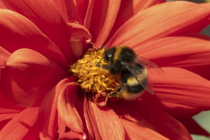 Framed Print : Buff tailed bumble bee (Bombus terrestris) adult insect feeding on garden Dahlia flower in the summer