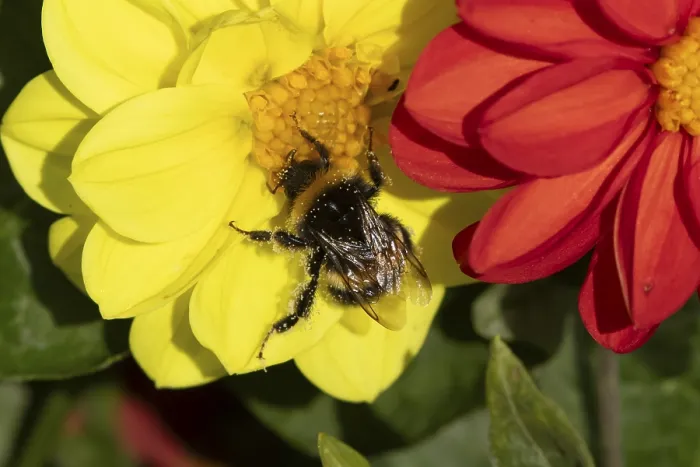 Framed Print : Buff tailed bumblebee (Bombus terrestris) adult bee insect feeding on a garden Dahlia flower in summer