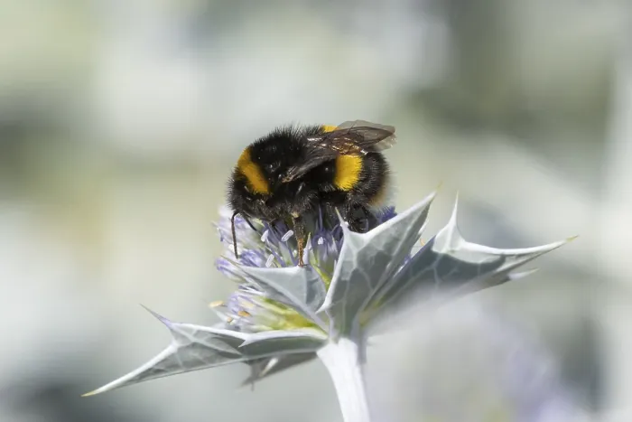 Framed Print : Buff tailed bumblebee (Bombus terrestris) adult bee insect feeding on Sea holly flowers in summer