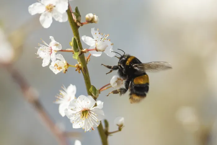 Framed Print : Buff tailed bumblebee (Bombus terrestris) adult bee insect flying towards Blackthorn tree blossom in spring