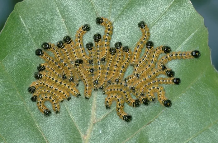 Framed Print : Buff-tip (Phalera bucephala) caterpillars Framed Print : Buff-tip (Phalera bucephala) caterpillars