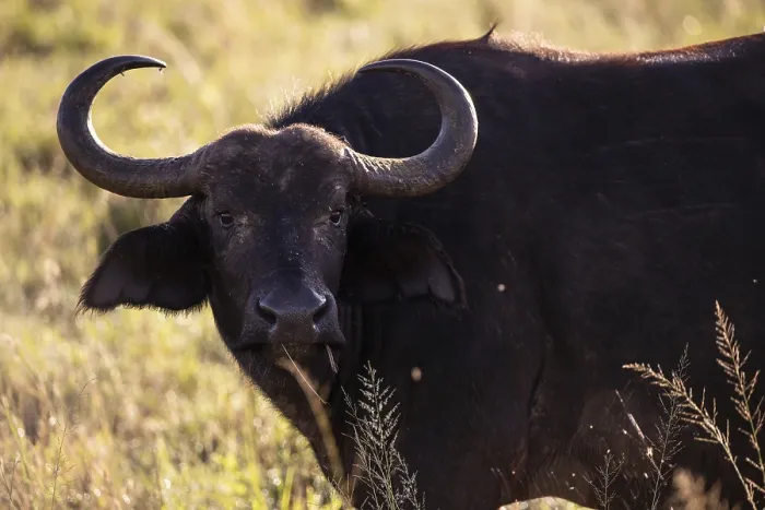 Framed Print : Buffalo, bubalus syncerus, water buffalo (bubalus arnee) in focus Framed Print : Buffalo, bubalus syncerus, water buffalo (bubalus arnee) in focus