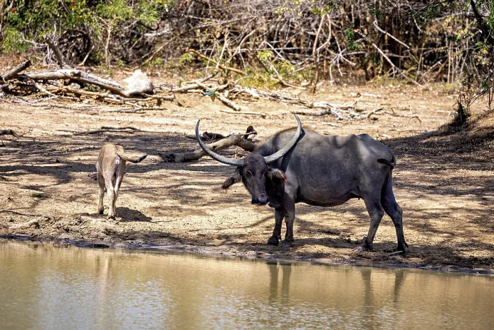 Framed Print : Buffalo with calf at the water in the wilderness