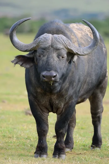 Framed Print : Buffalo or Cape Buffalo (Syncerus caffer) Framed Print : Buffalo or Cape Buffalo (Syncerus caffer)