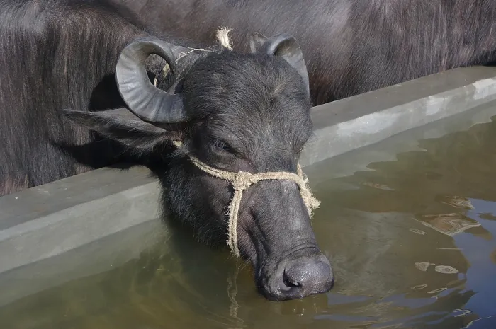 Framed Print : Buffalo drinking water from man made pond