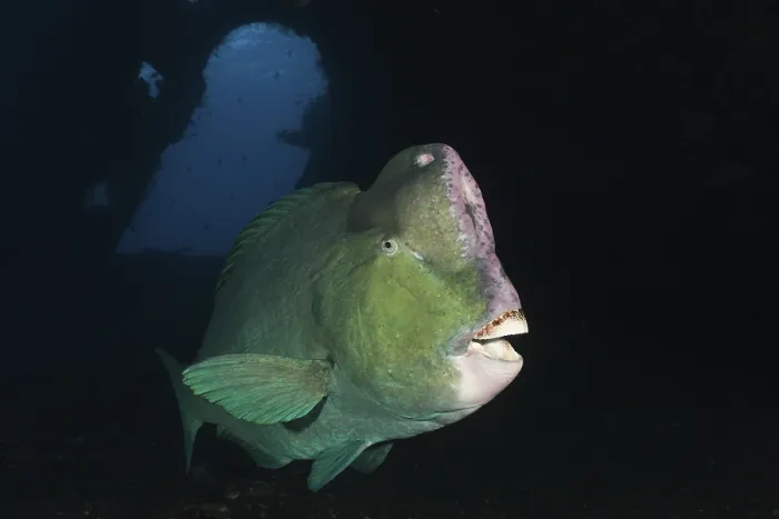 Framed Print : Bufflehead parrotfish on Liberty Wreck