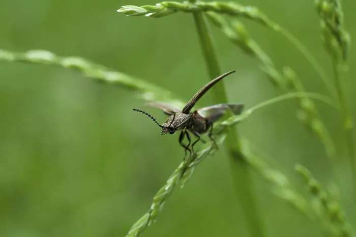 Framed Print : Bug on grass Framed Print : Bug on grass