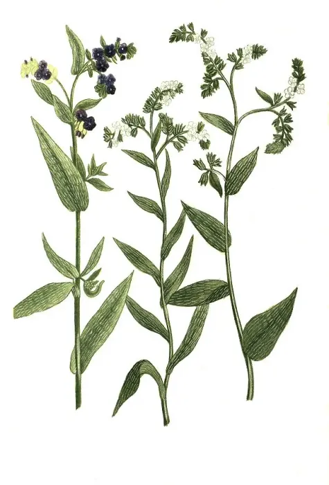 Framed Print : Buglossum angustifolium flore albo and Buglossum vulgare and Buglossum vulgare flore albo