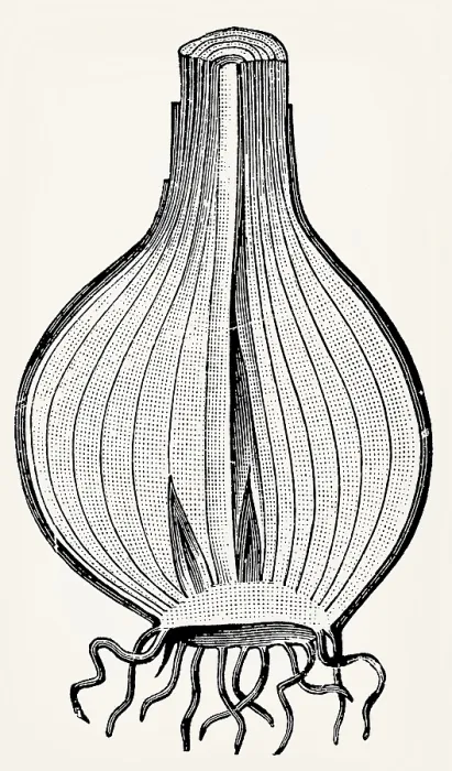 Framed Print : Bulb of onion (Allium cepa), longitudinal section Framed Print : Bulb of onion (Allium cepa), longitudinal section