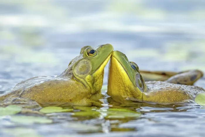 Framed Print : Bull frogs Lithobates catesbeianus Framed Print : Bull frogs Lithobates catesbeianus